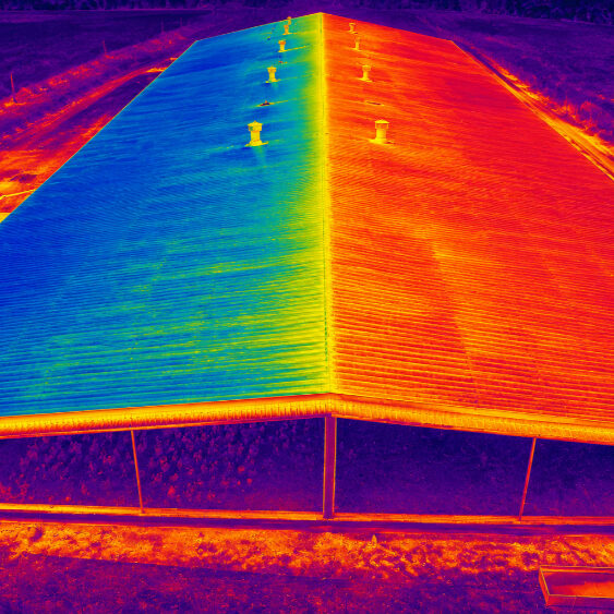 Poules pondeuses_50-50_thermique_ChatGPT Image 30 juil. 2026, 20_25_22