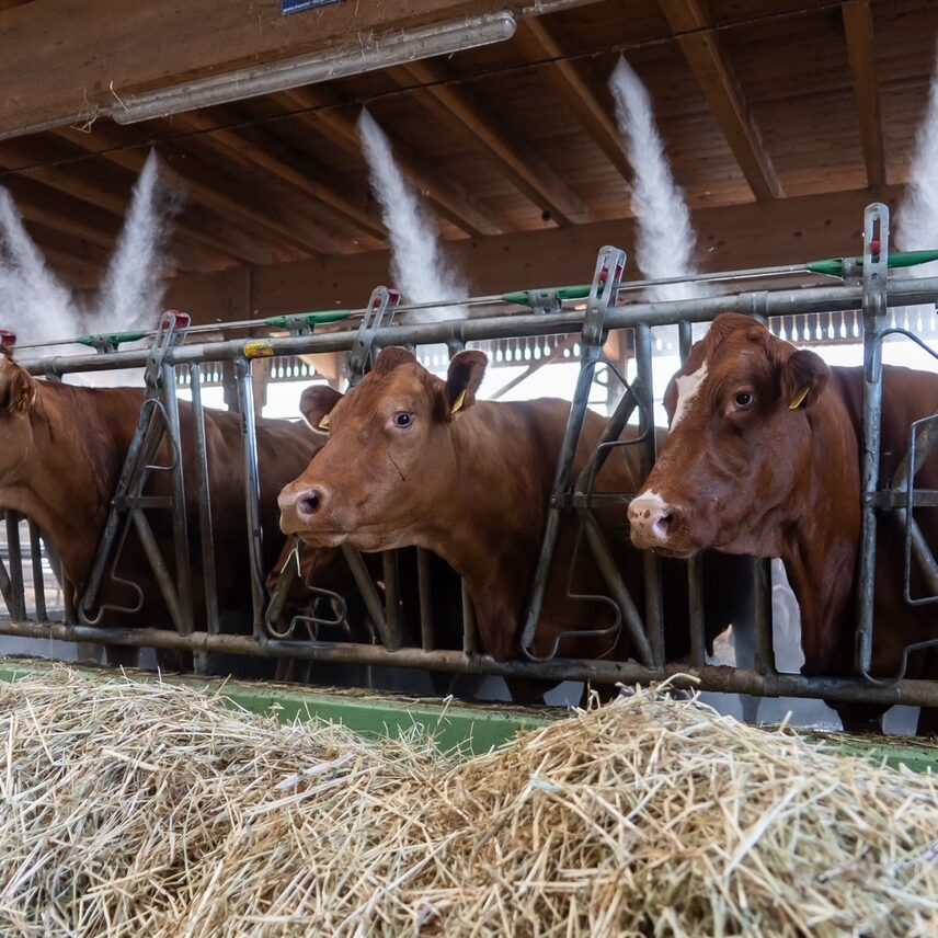 vaches_brumisateurs